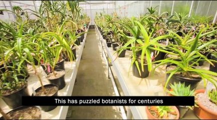 Aloe Vera crowdfunding