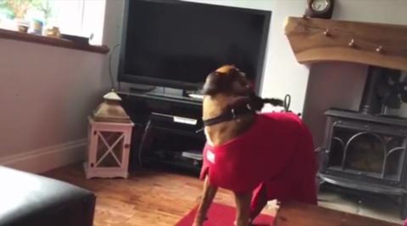 Bird raised by dog