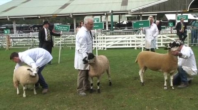 Great Yorkshire Show: Sheep
