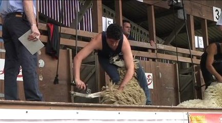 Gt Yorkshire Show sheep shearing