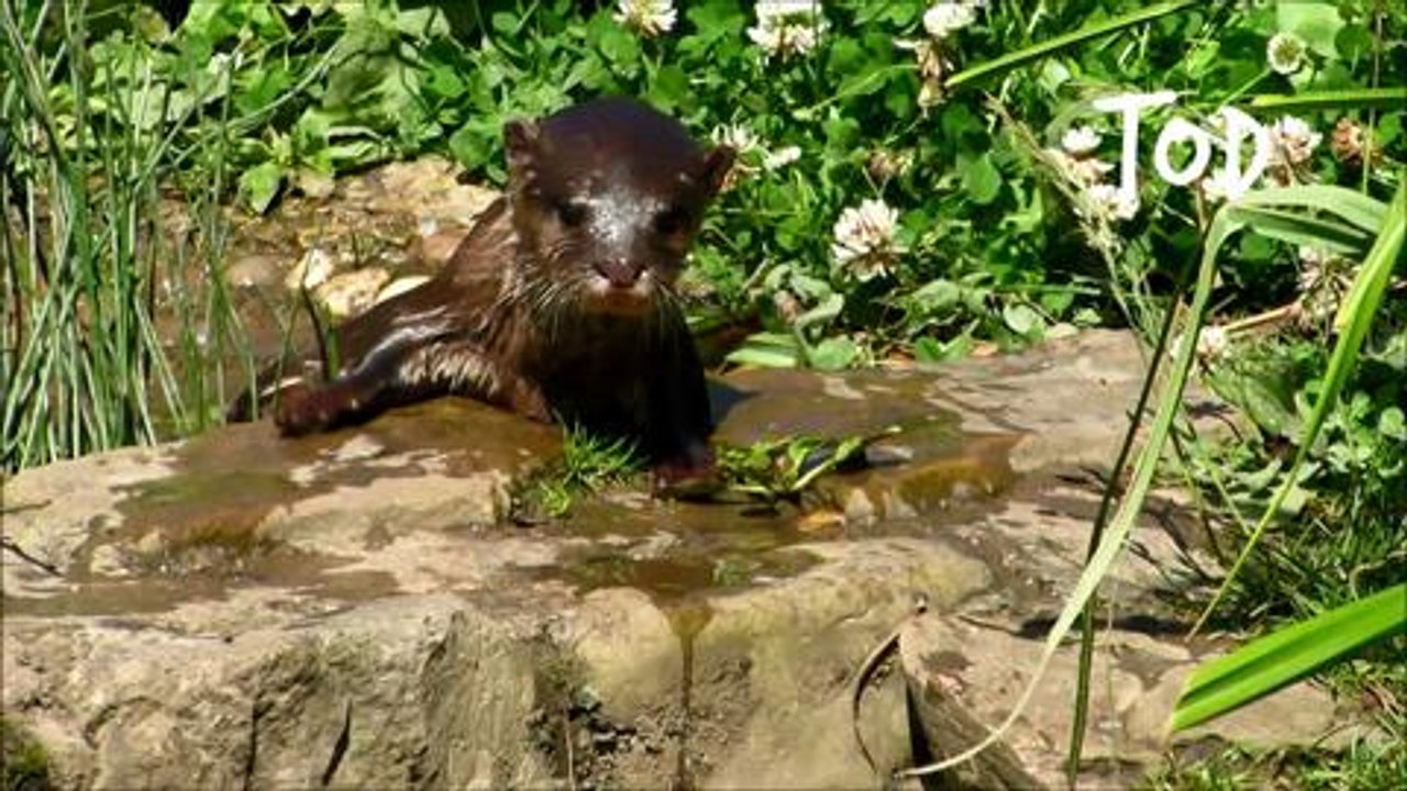 WWT Otters