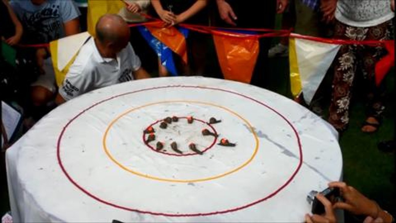 World Snail Racing Championships