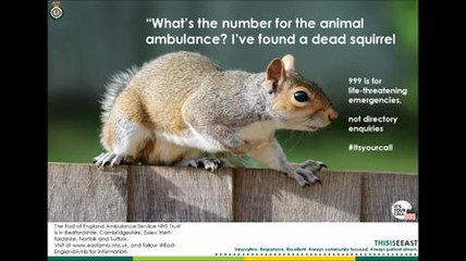 Squirrel 999 call