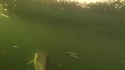 Snorkel Trail launched in Highlands