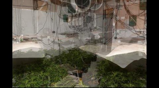 Cannabis Farm Leeds