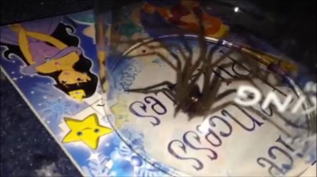 Video: Huge spider