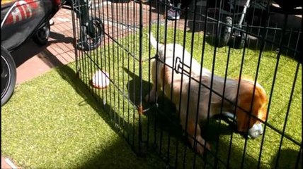 Police puppies visit Sunderland