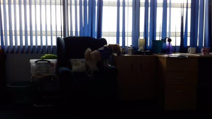 Fudge is training to be a Disability Assistance Dog