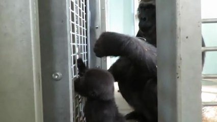 Baby gorilla meets 36-year-old