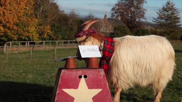 Psychic goat predicts US election result