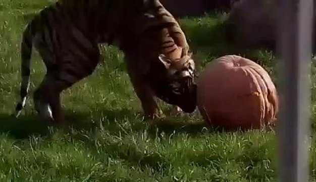 Tiger struggles with giant pumpkin