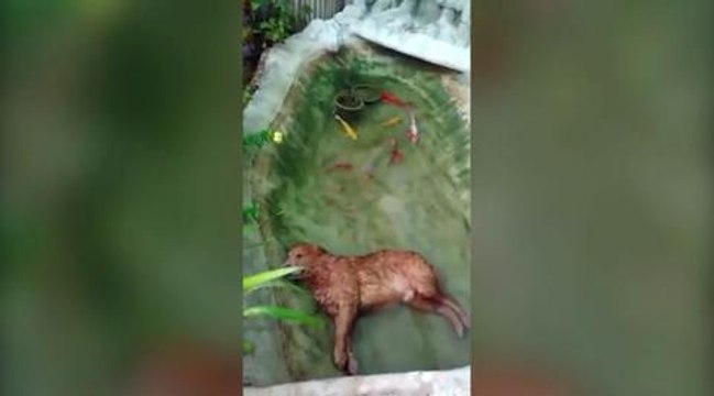 Dog sleeping in pond