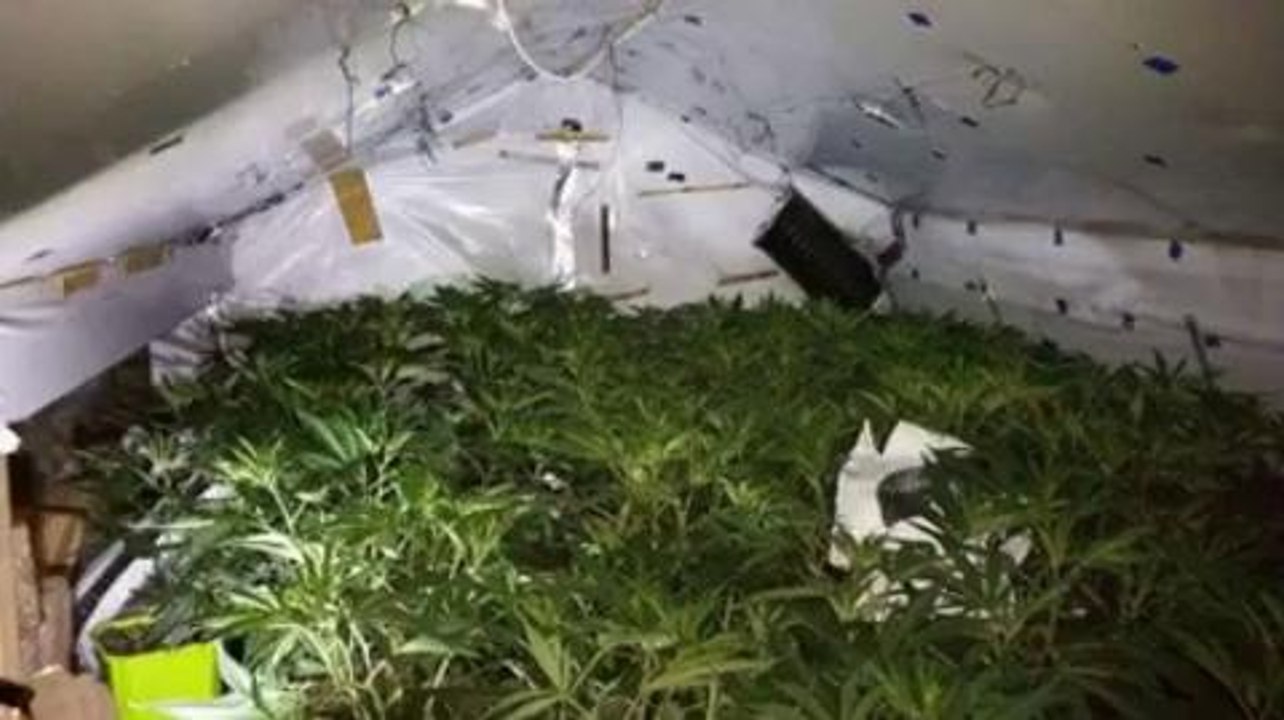 Cannabis cultivation set up