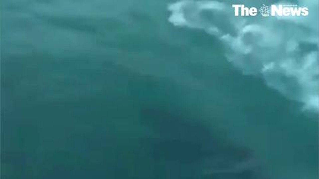 Dolphins swimming