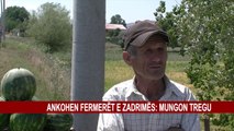 ANKOHEN FERMERËT E ZADRIMËS: MUNGON TREGU