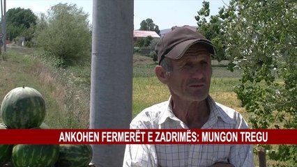ANKOHEN FERMERËT E ZADRIMËS: MUNGON TREGU