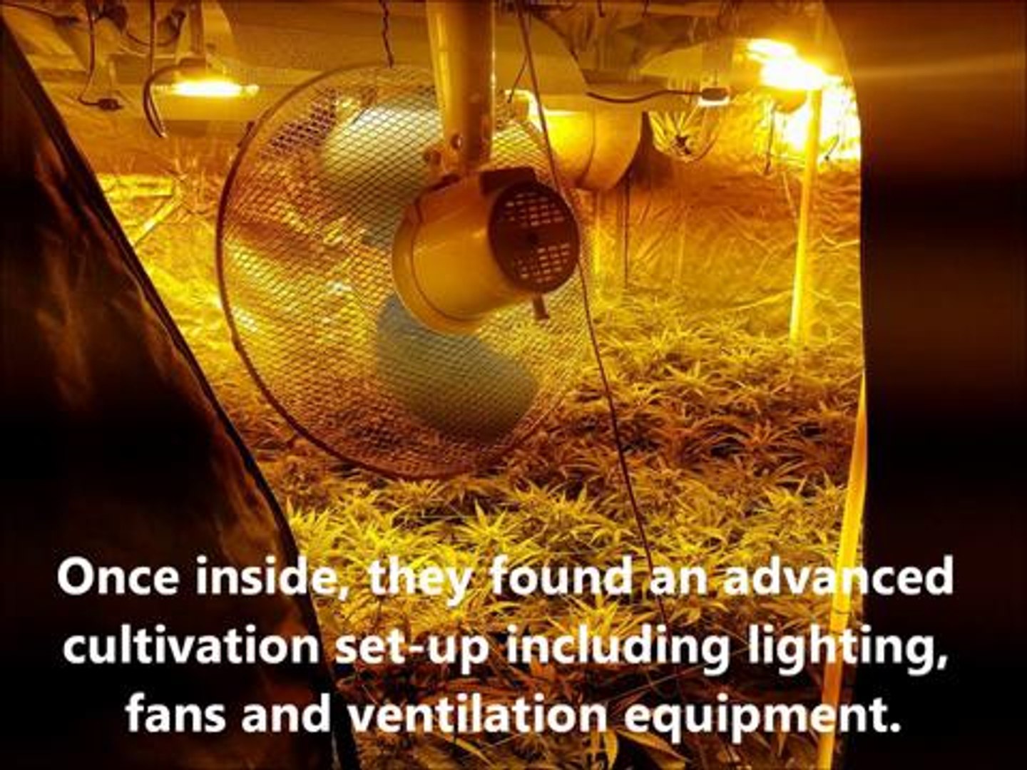 Inside Heckmondwike cannabis farm