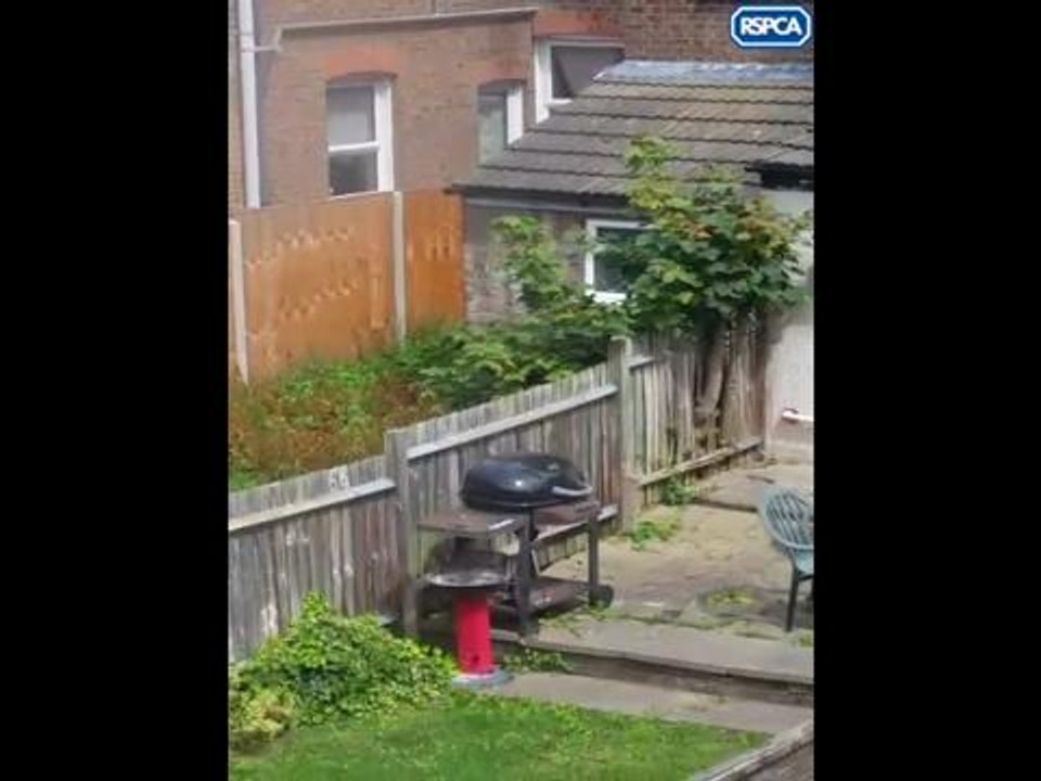 RSPCA dog beating case