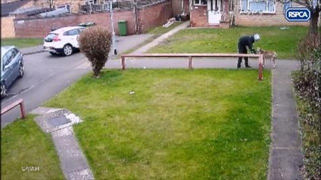 CCTV of dog theft