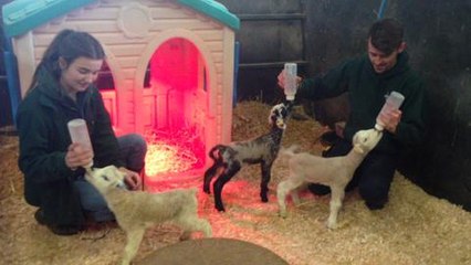 Baby goats feeding at White Post Farm