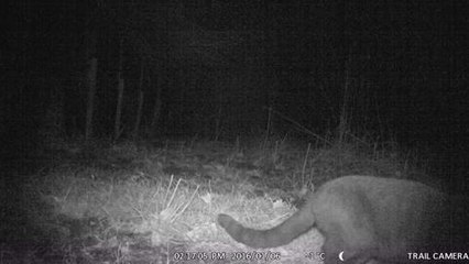 Moggy or Mountain Lion?