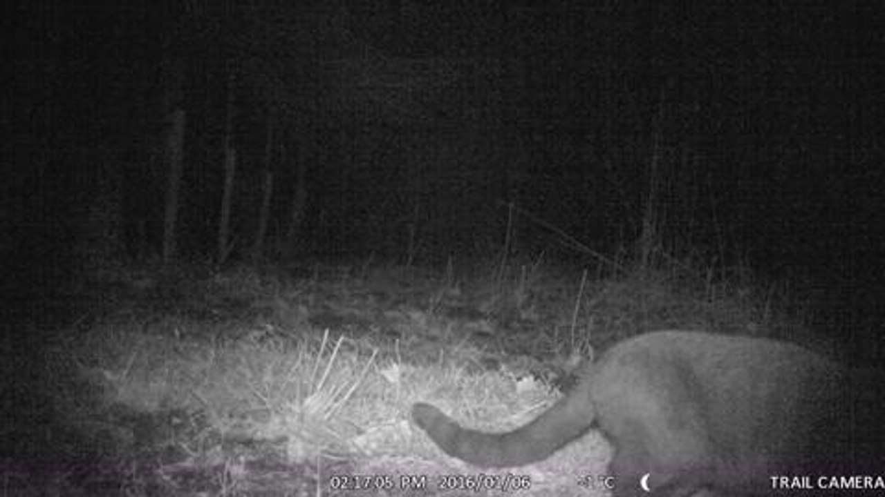 Moggy or Mountain Lion?