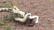 Terrible confrontation entre un serpent et un gros lézard