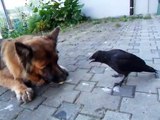 Un chien et un corbeau jouent à la balle. Adorable