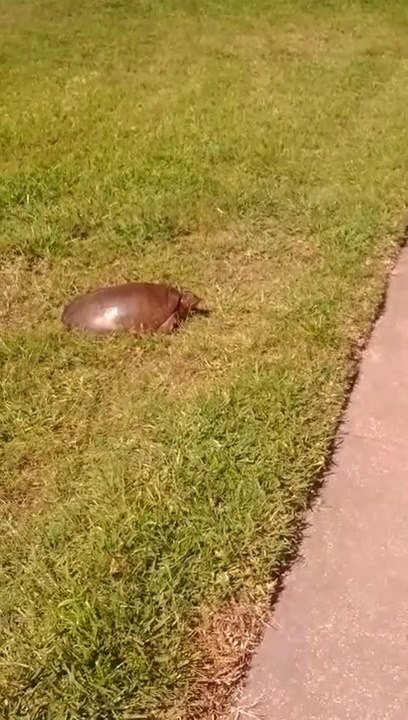 On a trouvé la tortue la plus rapide du monde