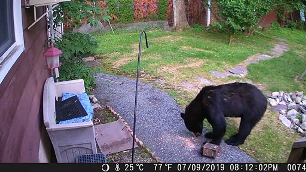 Quand un chien chasse un ours qui squatte le jardin. Courageux