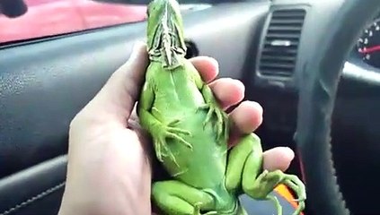 Voici le lézard le plus zen du monde