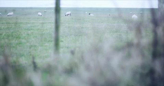 Warning to dog owners