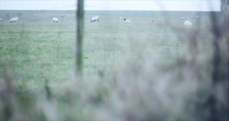 Warning to dog owners