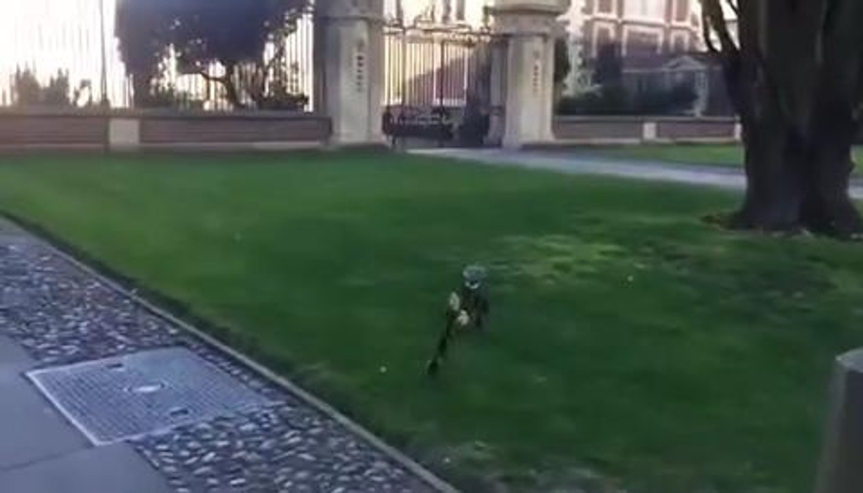 Ducklings