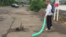 Ducklings rescued
