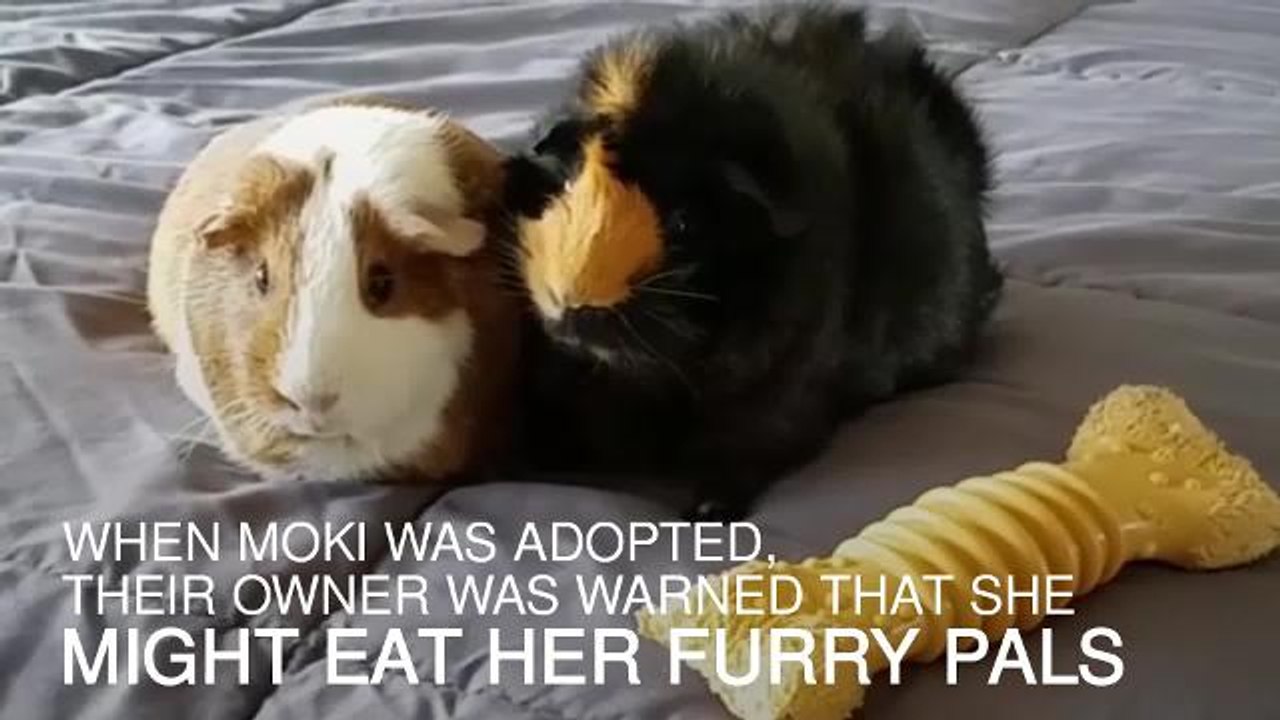 Pitbull befriends guinea pigs