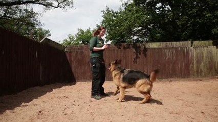Dog only understands Polish