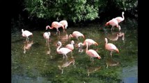 Flamingos at Harewood House