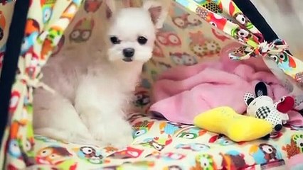안성출장안마 -후불100%ョØ1ØA2997A5327｛카톡KC789｝ 안성전지역출장안마 안성오피걸 안성출장마사지 안성안마 안성출장마사지 안성콜걸샵ヅテデ