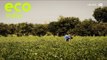 Eco India: How technology is helping farmers in Telangana tackle devastating effect of crop failures