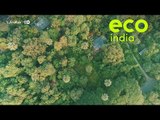 Eco India: In a rapidly urbanising Mumbai, can its green lung, Aarey be saved?
