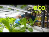 Eco India: The hyperlocal farm delivering freshly-harvested, leafy greens right to your doorstep