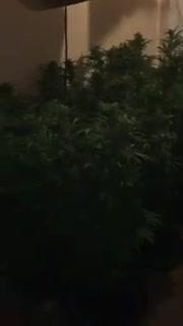 Inside cannabis factory