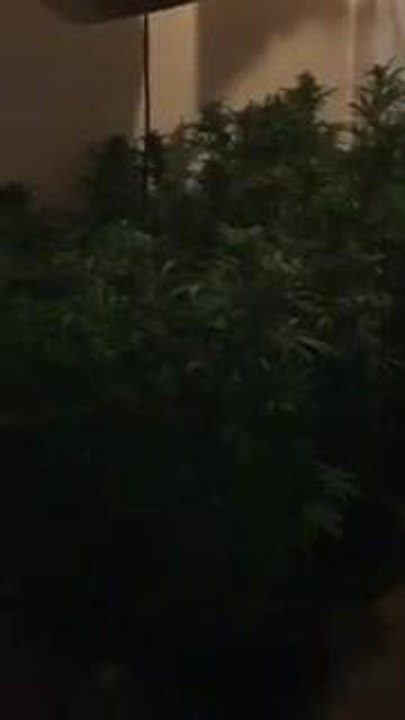 Inside cannabis factory