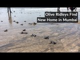 Olive Ridley Turtles Find New Home in Mumbai