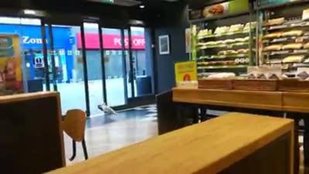 Seagull steals crisps from Greggs in South Shields