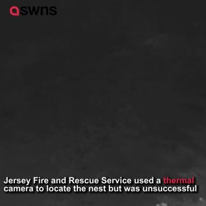 Asian Hornets attack drone