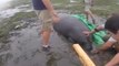 Florida residents work together to save manatees left stranded by Hurricane Irma