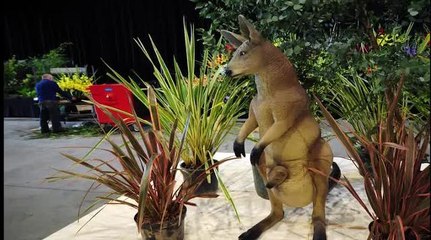 Harrogate Flower Show