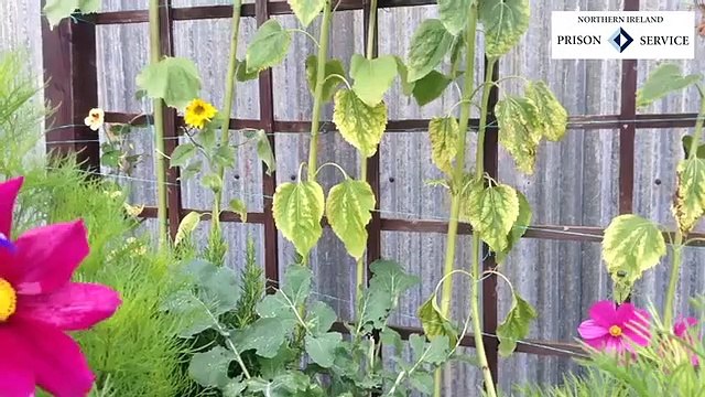 New horticulture initiative helps tackle mental health issues for elderly